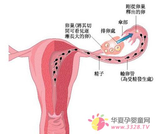 ѹ鷽